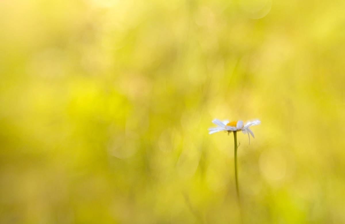 If you’re interested in flower photography you will want to check out today’s AMA with Kathleen Clemons! bit.ly/kathleenclemon…