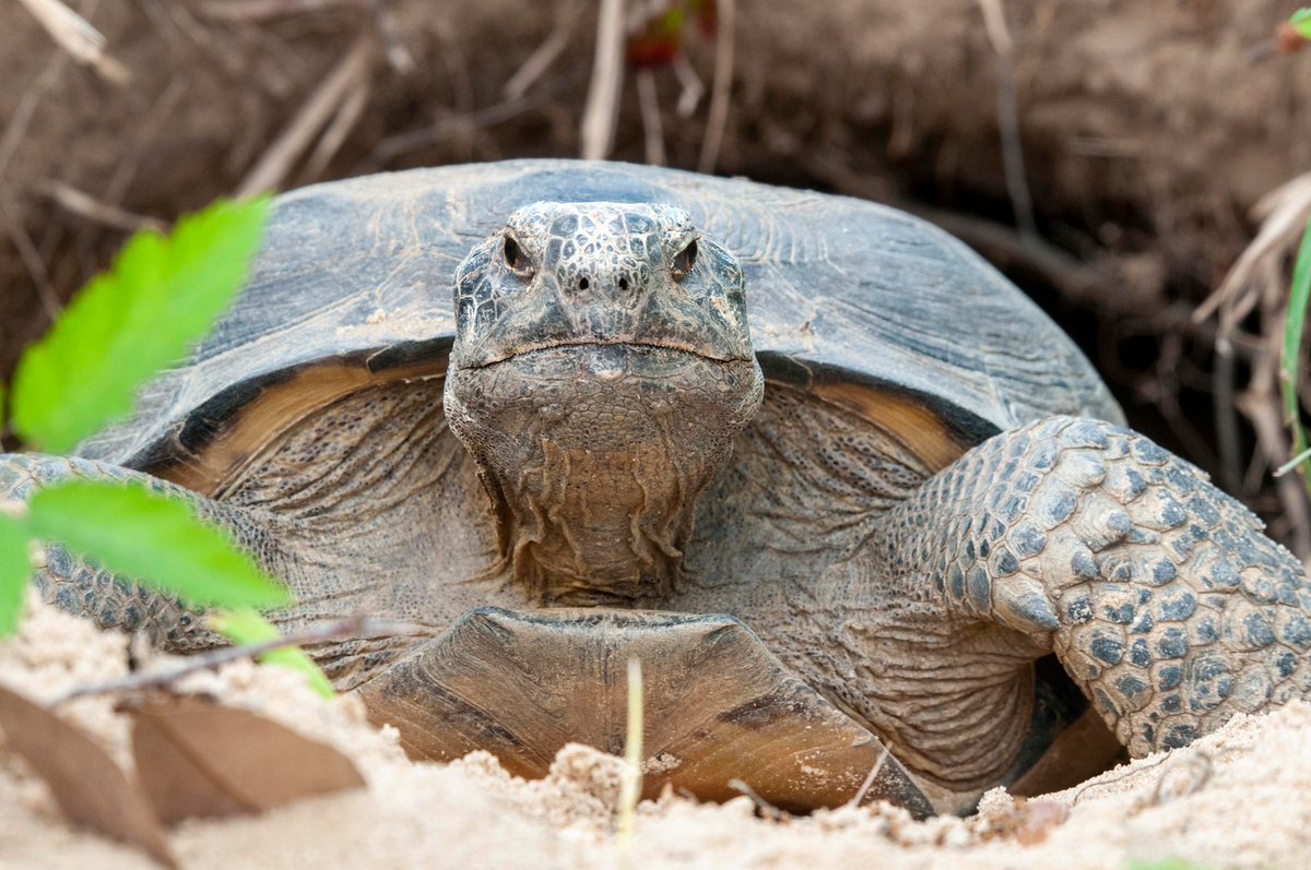 5RiversDelta's tweet photo. They're awake! The gopher tortoises have come out of brumation--think reptile hibernation-- and they're hungry! I bet you would be pretty hungry, too, if you'd spent all winter underground not eating. #GopherTortoise #GopherusPolyphemus https://t.co/fJ12cJS1qY
