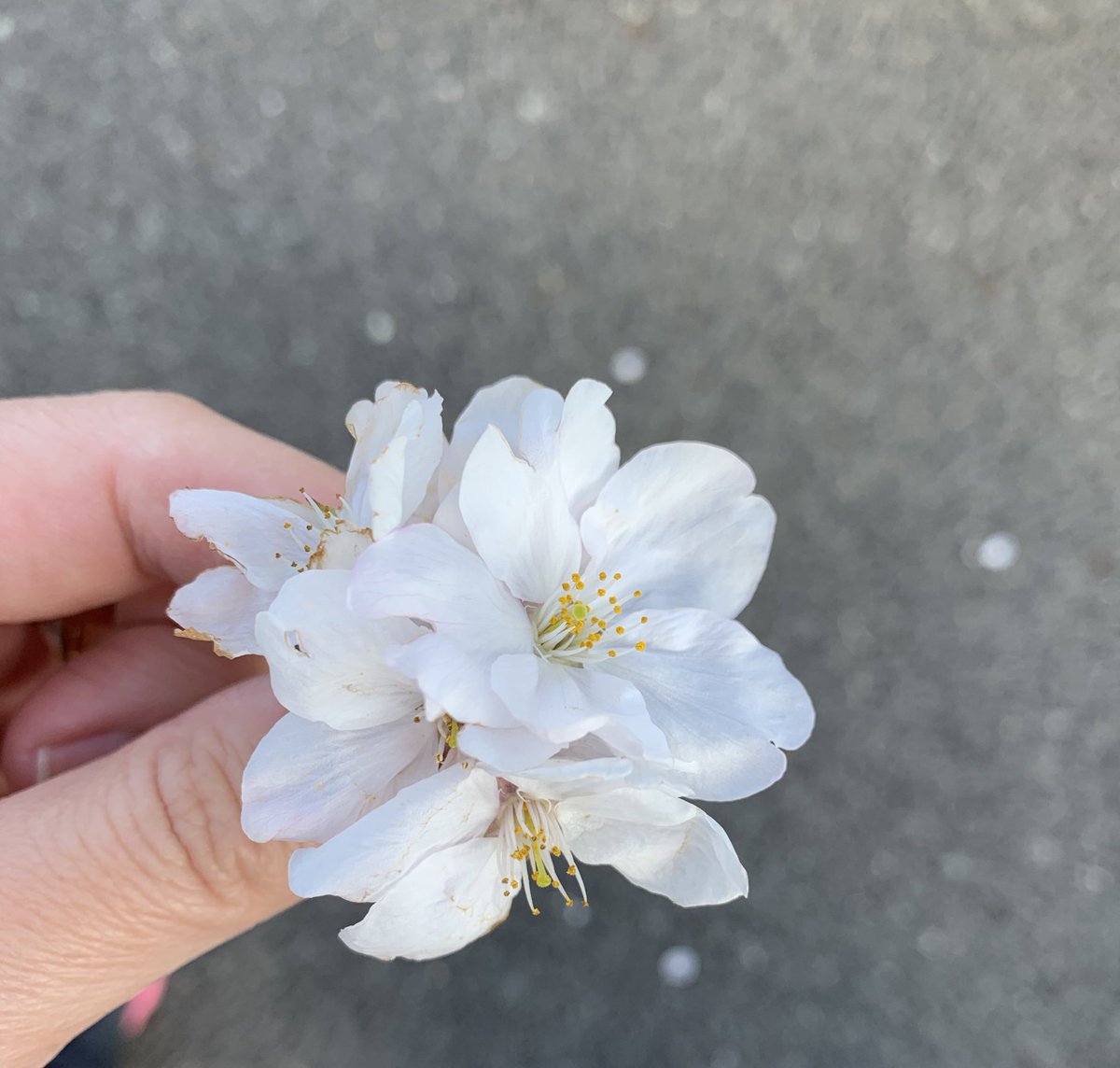 さあぽん 2 5 あさとよる Pa Twitter 落ちてた桜集めて息子がくれた小さな花束 これは押し花 にしたけど きれいなもの帰ったら見せてあげるねって渡してくれたシワシワになったタンポポとチューリップの花びらはどうしよう簡単に捨てられない