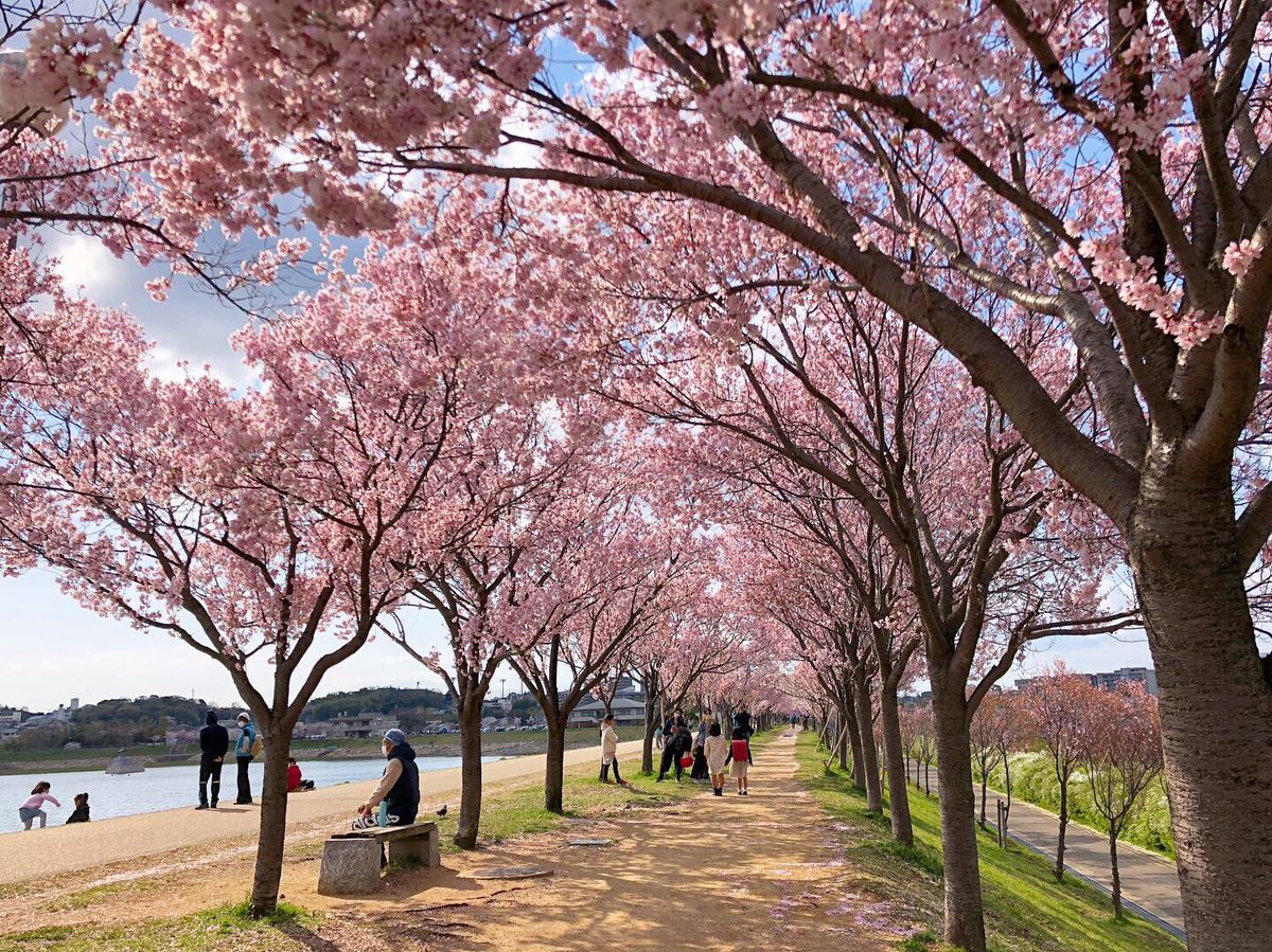 さやポン 狭山池の未確認生物 Twitter પર 今日の狭山池は 風ビュ ビュ だポン 桜とってもキレイだポンよ ポポ ﾟwﾟ 風ビュ ビュ 桜の花びらヒラヒラ だポン 桜のじゅうたんキレイだポ ン O ﾟ ﾟ O 大阪狭山市 狭山池 狭山池公園