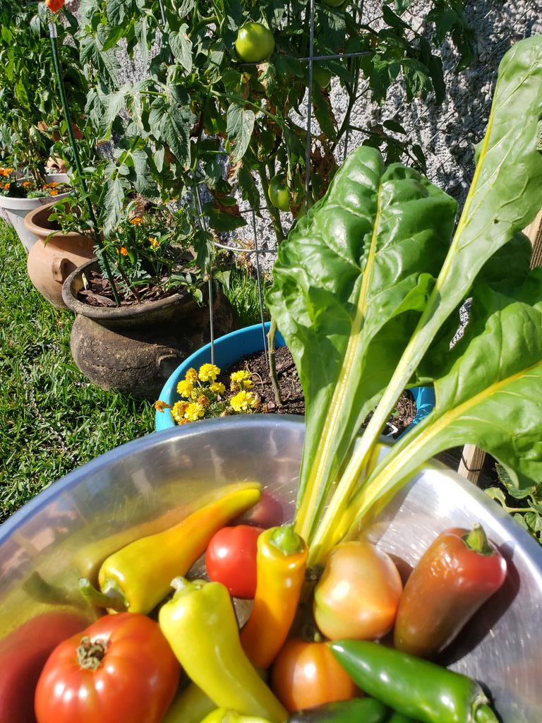 Self isolated, but keeping busy with my vegies garden.