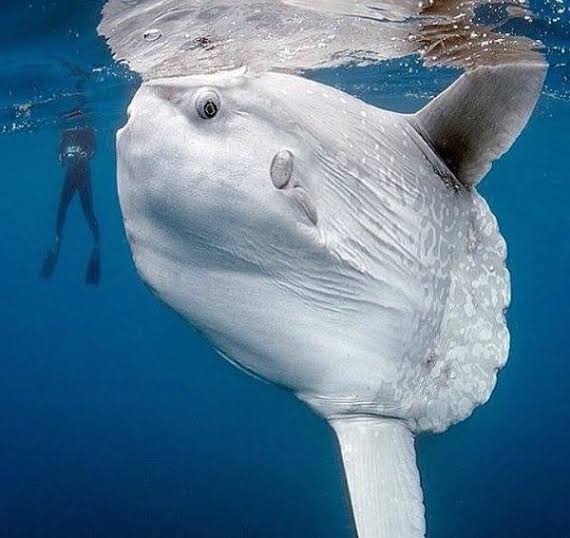 Sakata = Ocean SunfishOh boy, this fish is deemed to be the most ridiculous thing to exist. It's one of the heaviest bony fish out there and is deemed to be ridiculous for many reasons including it's lack of a swim bladder which a fish needs to control buoyancy.