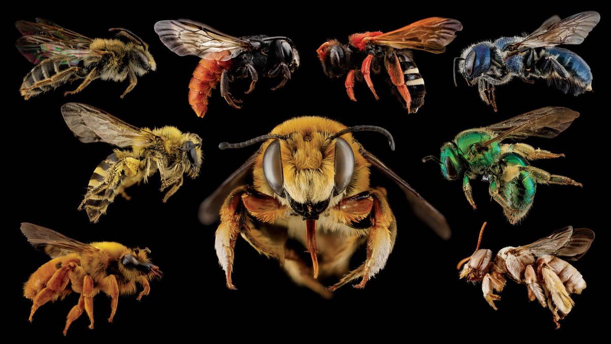 We are very excited to share that our "Bees! Diversity, Evolution, Conservation" special exhibit may now be explored online:

museumoftheearth.org/bees/

The online #bees exhibit is a great way to learn more about these amazing and important insects. #MuseumFromHome #MuseumAtHome