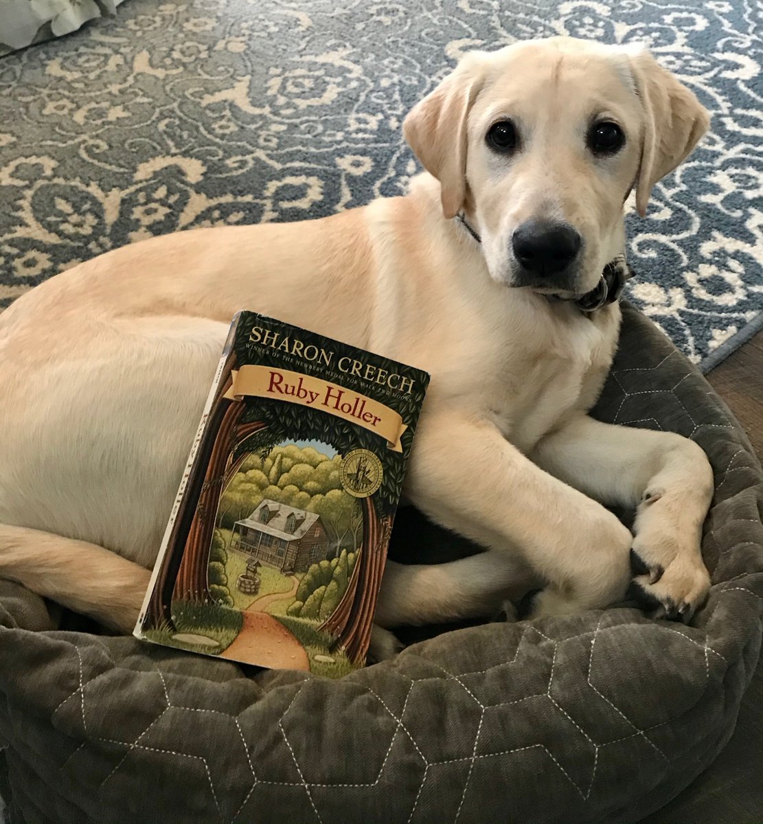 GradeHarmony's tweet photo. Chip is ready to listen to Ruby Holler! #readaloud #MrsEdmundsClass #RubyHoller https://t.co/XEA0NCJuZK