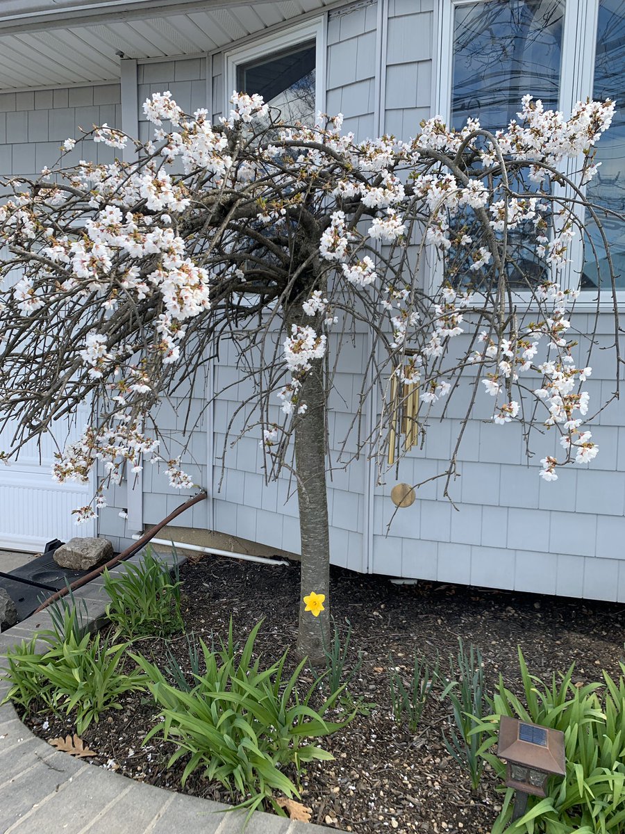 Thanks <a href="/Leeweerichards/">Lisa Richards</a> for teaching us all about plants and spring today! I even found some daffodils and blossoms at my house! <a href="/Hampton_Street/">Hampton Street</a> #mineolaproud