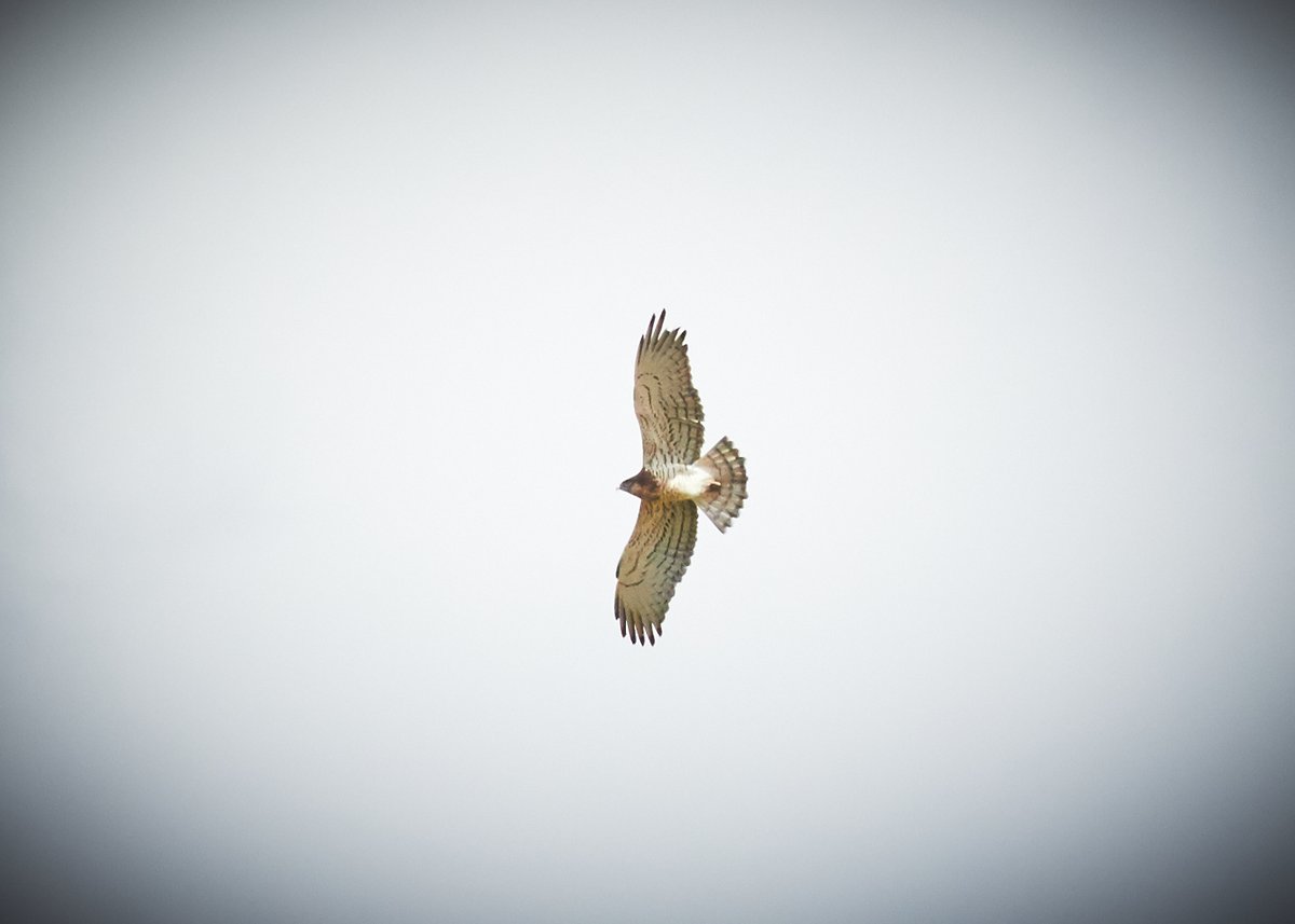 Even during lockdown, keep an eye out. Snake eagle sailing over head. More at DipperStories.com

#eagle #birding #lockdown #quarantine #coronavirus #nature #wildlifephotography #wildlife #NaturePhotography #photooftheday #birdofprey #birds
