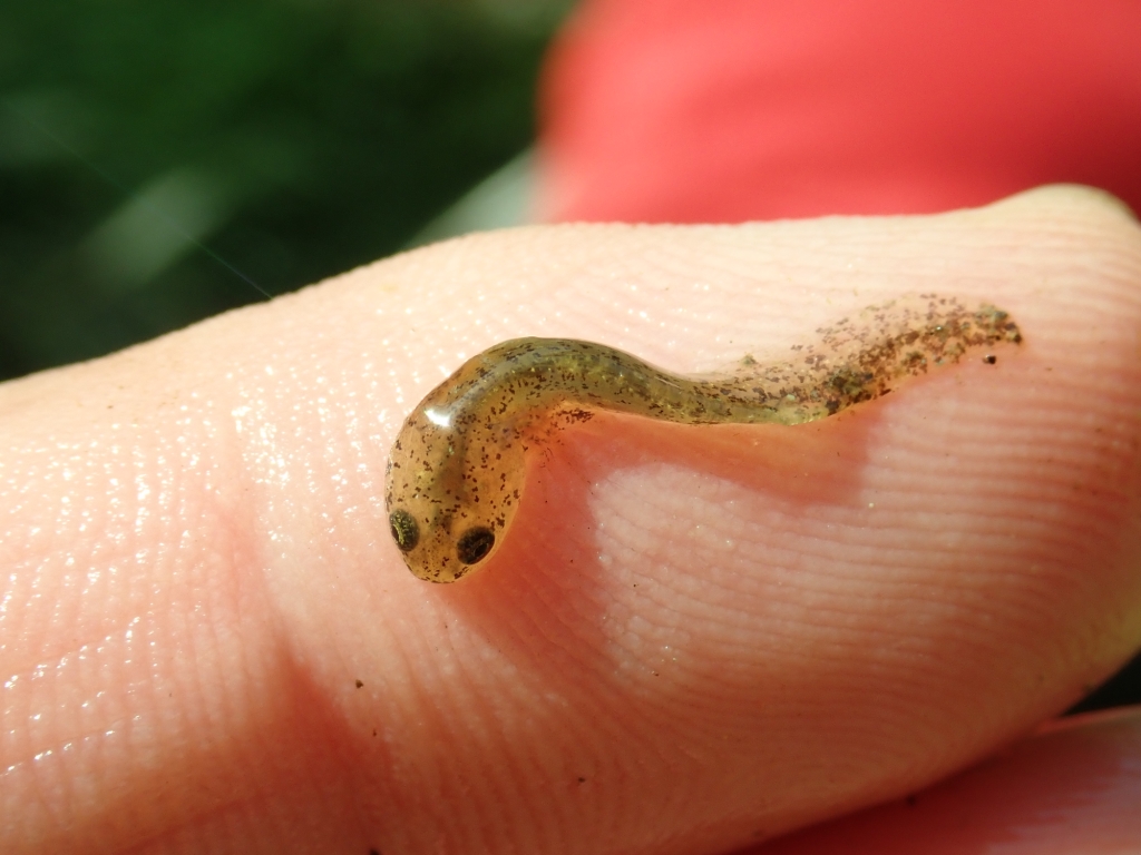 北九州 魚部 今も残る素掘り水路に 1 耕作はやめているが きれいに草が刈られ管理された 水田の跡 排水のため素掘り水路が残され 奥の一角は水深もある場所が 網を入れるとアカハラが何個体も ドジョウの幼魚もいた ここもいるのではと網を見る