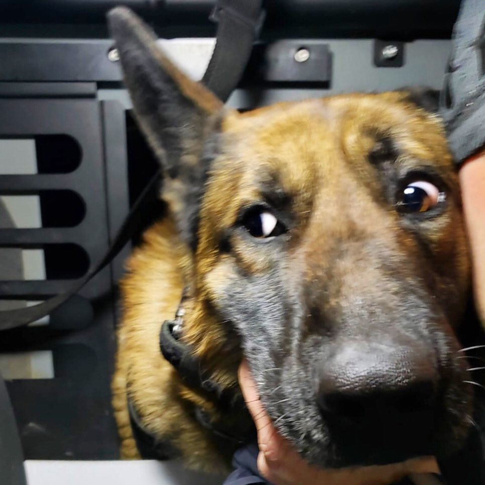 SPSCanine's tweet photo. Suspect hides after running from a stolen vehicle.  #psdloki gives eye roll while thinking “seriously, that’s the best you can do?” One in custody! https://t.co/4ecR8bzJLh