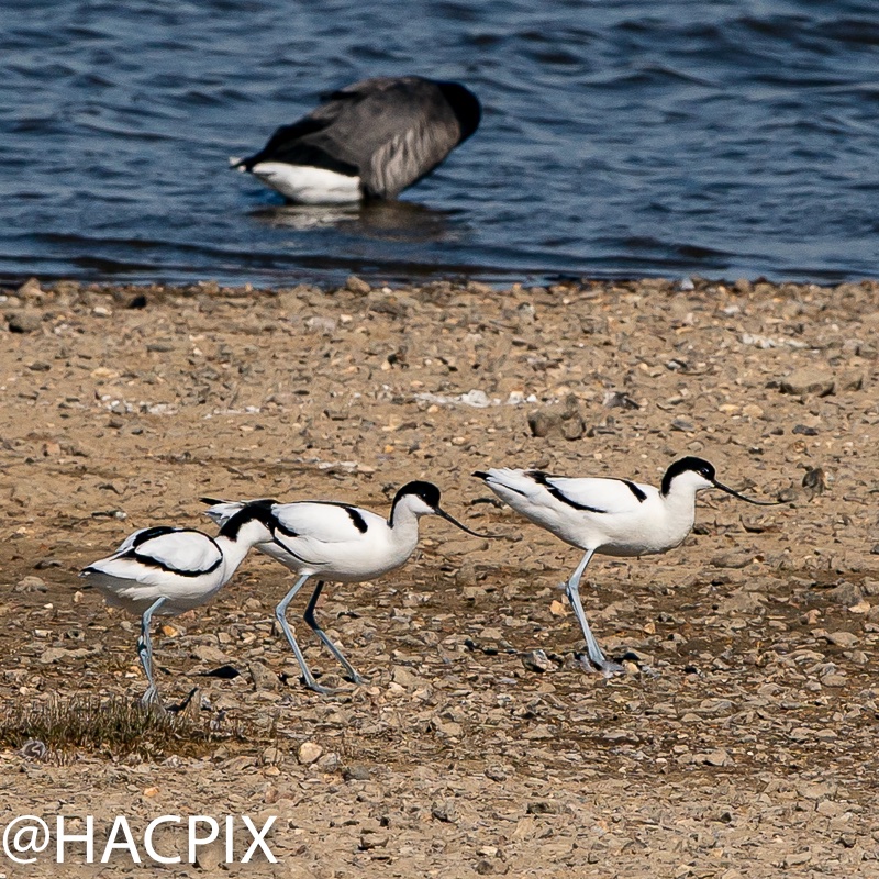 HACPIX's tweet photo. Pictured before the current "lockdown" @LymKeyRanger #bird. Pied #Avocet one of 4 #recurvoristra family in the world. Elegant on the ground and in the air with an elegant 17th Cent Italian name #avosetta https://t.co/19hjyQkQcF