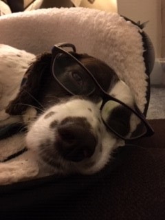 WhitleyStimpson's tweet photo. Working from home has some great benefits, including some new Whitley Stimpson staff members! They have been keeping the pawsitivity levels high during these unprecedented circumstances. 🐾 

Send us some photos of your remote working set up!🐶🐈

#remoteworking #pets https://t.co/1e0KQkj2n8