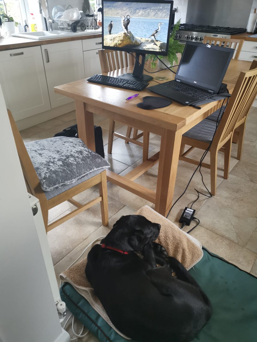 WhitleyStimpson's tweet photo. Working from home has some great benefits, including some new Whitley Stimpson staff members! They have been keeping the pawsitivity levels high during these unprecedented circumstances. 🐾 

Send us some photos of your remote working set up!🐶🐈

#remoteworking #pets https://t.co/1e0KQkj2n8