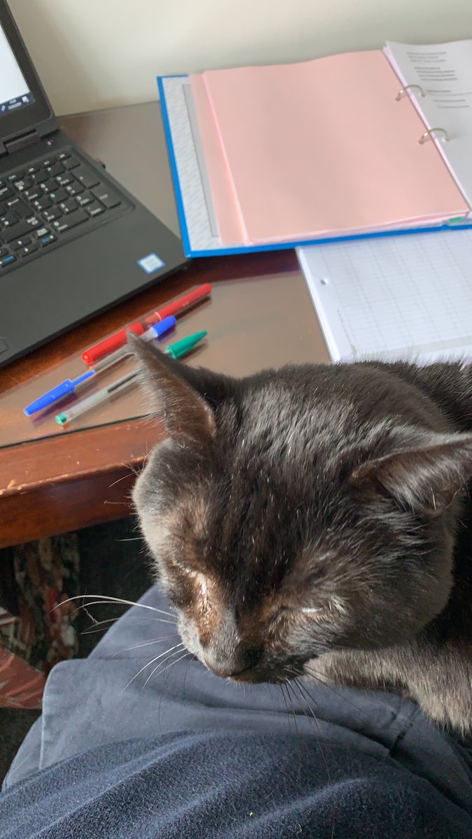 WhitleyStimpson's tweet photo. Working from home has some great benefits, including some new Whitley Stimpson staff members! They have been keeping the pawsitivity levels high during these unprecedented circumstances. 🐾 

Send us some photos of your remote working set up!🐶🐈

#remoteworking #pets https://t.co/1e0KQkj2n8