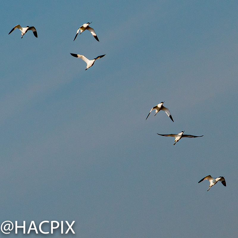 HACPIX's tweet photo. Pictured before the current "lockdown" @LymKeyRanger #bird. Pied #Avocet one of 4 #recurvoristra family in the world. Elegant on the ground and in the air with an elegant 17th Cent Italian name #avosetta https://t.co/19hjyQkQcF