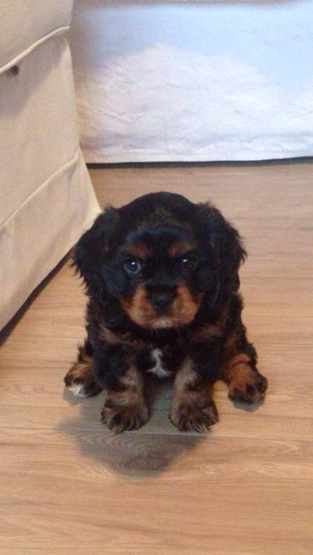 Hündchen heute tatsächlich bei uns eingezogen. Überraschung für meine Frau gelungen: „Ach, wie süß. Ja, isses denn wahr?“ Und der Züchter? Wegen Corona &amp; Abstand zack-zack wieder weg. Darf ich vorstellen: Polly. 
#GustavLachmit #lachentrotzcorona #aufdenhundgekommen