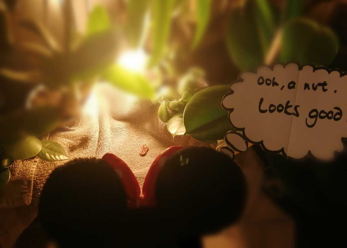 mscslockdown's tweet photo. Day 2 of lockdown challenge.. A mouse took a stroll through the deep, dark wood. The mouse saw a nut and... well, you know the rest https://t.co/pGcNPwqeBh