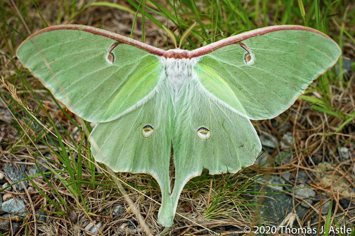 (Thread) This is a Luna Moth, the first and only one I've seen in the wild. I've liked bugs (and reptiles/birds/fish and... but this is about bugs) since I was a kid. I collected insects and spiders, I had a room full of terrariums & aquariums, and I consumed field guides like--