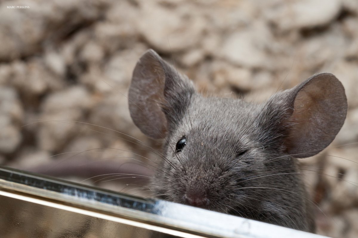 Using an algorithm to analyze mouse facial expressions, new research in Science has uncovered the neurological origins of emotional states, which may assist in moving towards a more universal and evolutionary based definition of emotions across species ($) fcld.ly/hu017tw