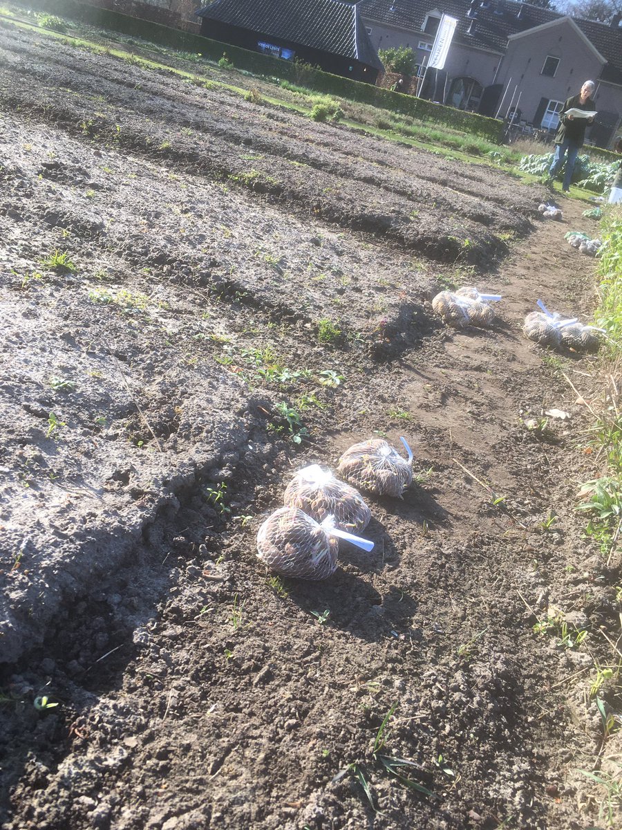 De verschillende vroege rassen aardappelen gaan de grond in #voorjaar