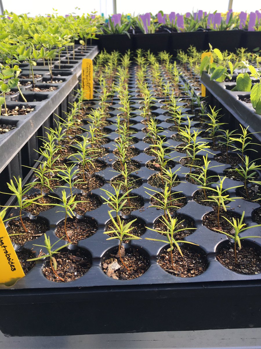 Tiny Dawn Redwoods bravely grow on in the Arboretum greenhouse. In these uncertain times take heart in new growth and the  grand continuum of life.