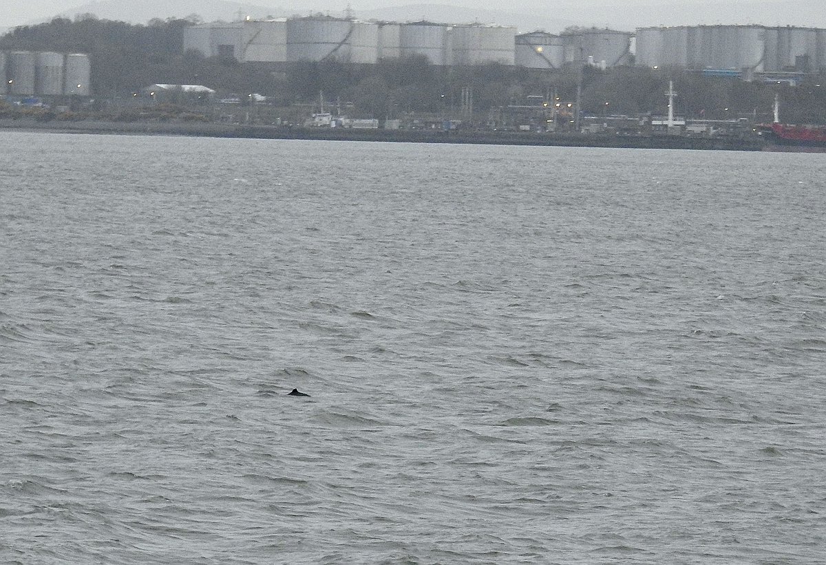 DFoyLiv's tweet photo. Bingo! Timing the daily family exercise with the high-tide paid off tonight! Harbour Porpoise in the Mersey from Otterspool promenade, a few small groups fishing the mid-channel 🤯

Thanks to @PeteBrash
For the tip-off

 @NMBiodiversity @yoe2019lcr @SeaWatchersUK @RSPBLiverpool https://t.co/YOSpd375rt