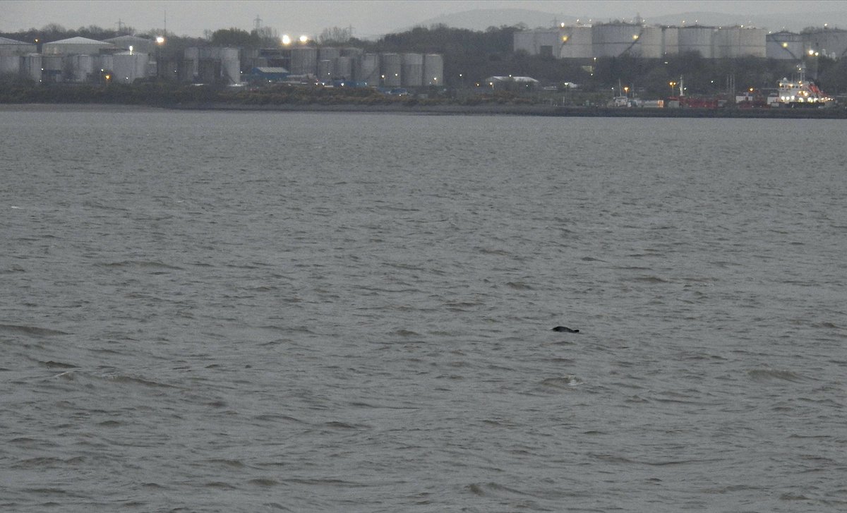 DFoyLiv's tweet photo. Bingo! Timing the daily family exercise with the high-tide paid off tonight! Harbour Porpoise in the Mersey from Otterspool promenade, a few small groups fishing the mid-channel 🤯

Thanks to @PeteBrash
For the tip-off

 @NMBiodiversity @yoe2019lcr @SeaWatchersUK @RSPBLiverpool https://t.co/YOSpd375rt