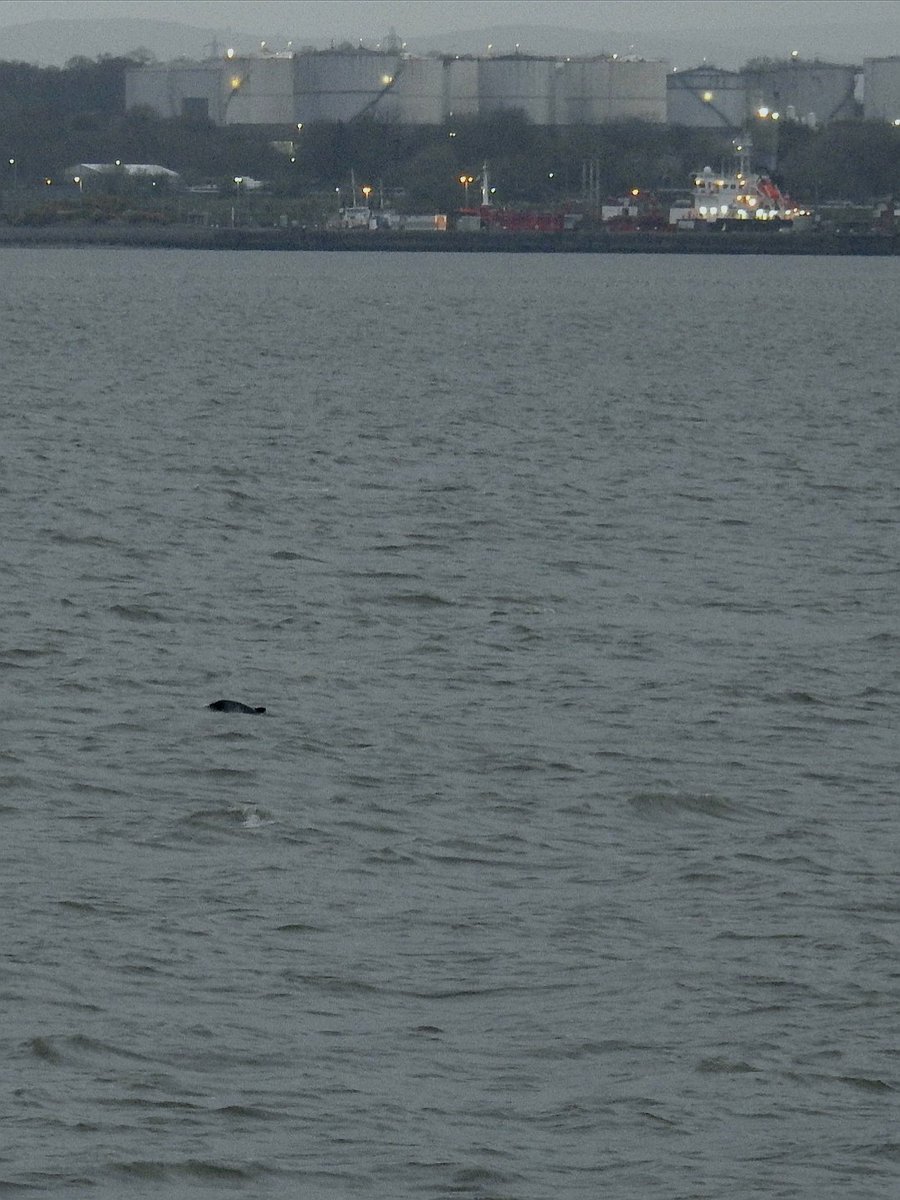 DFoyLiv's tweet photo. Bingo! Timing the daily family exercise with the high-tide paid off tonight! Harbour Porpoise in the Mersey from Otterspool promenade, a few small groups fishing the mid-channel 🤯

Thanks to @PeteBrash
For the tip-off

 @NMBiodiversity @yoe2019lcr @SeaWatchersUK @RSPBLiverpool https://t.co/YOSpd375rt