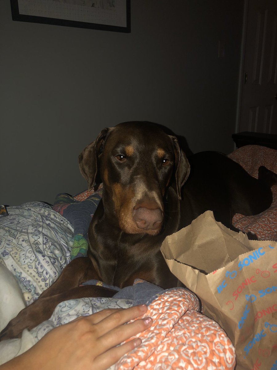 JenniferEFry72's tweet photo. My face when I see a tater tot. #roseythedoberman #mygirl #lovestoeat #spoiledrotten https://t.co/6BYi1sshpr