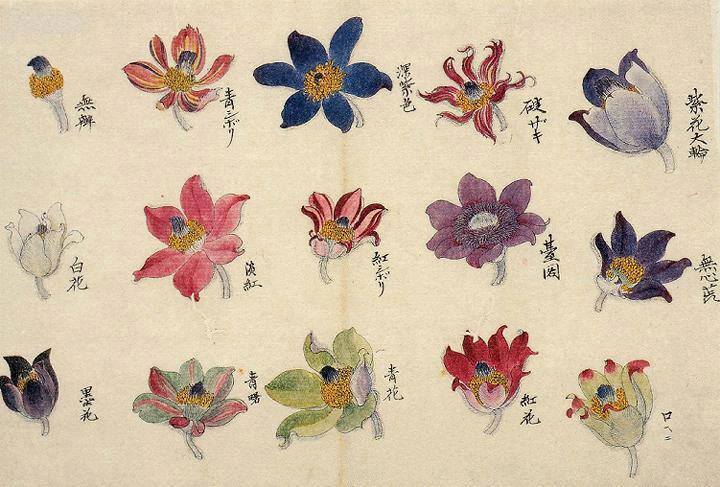 Untei Sekine, Anemones, Japan, ca. 1830-1835