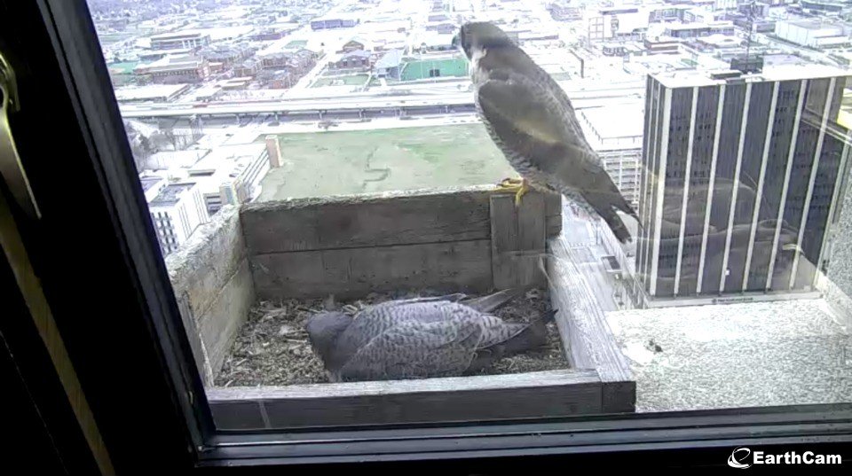 WoodmenLife's tweet image. Now it's a party! 🎉 Our #falcon family added a fourth egg today. Keep your eyes on our falcon cam as we wait for chicks to appear and check out our blog to learn more about falcon season! #falconwatch #peregrinefalcons realwoodmenlife.com/following-the-…