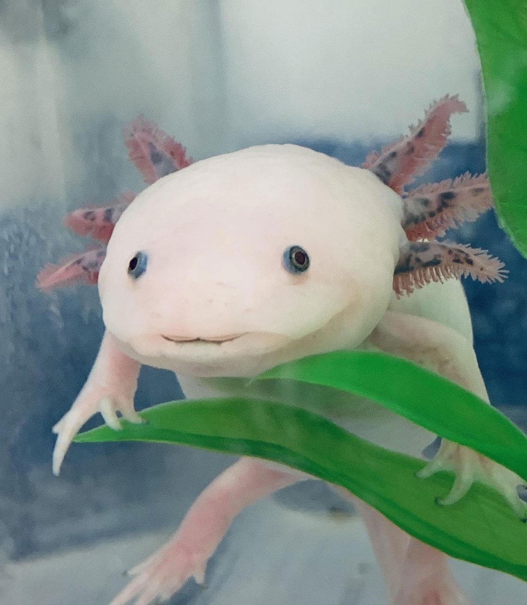 Meet Alberto the Axolotl 
Single, 4 years old 🇲🇽 From: Lake Xochimilco, Mexico
🦸‍♂️Superpowers: Capable of regenerating limbs and spinal cord. 1,000 times more resistant to cancer than
mammals.🧐Endangered in the wild—around 100 adults
remaining.