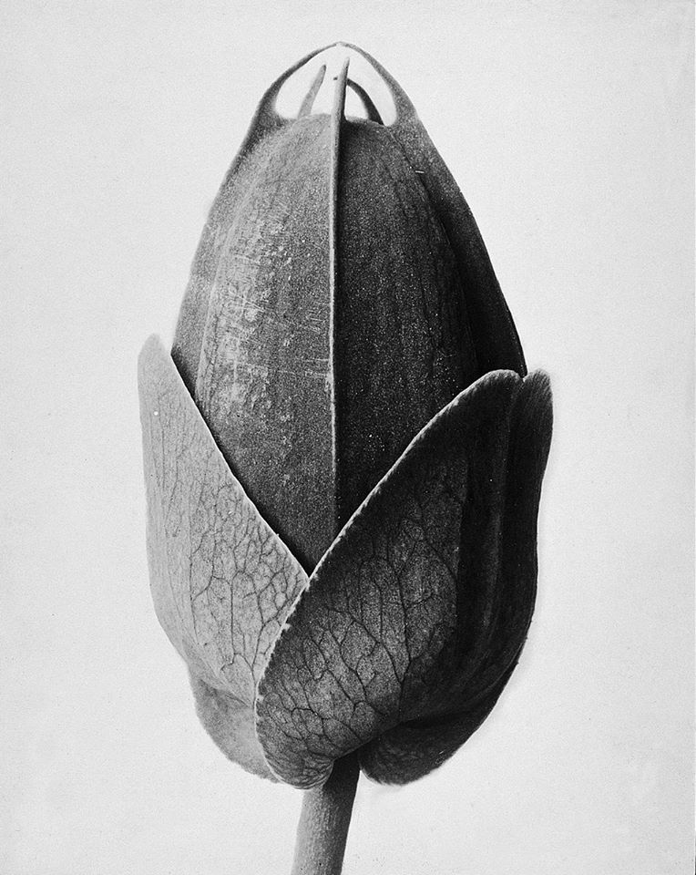 Karl Blossfeldt, Passiflora; undated, sometime between 1910-1928