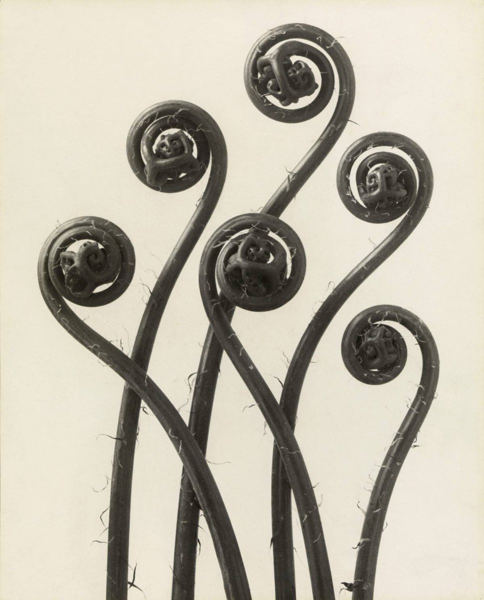 Karl Blossfeldt, Adiantum pedatum. Maidenhair Fern, before 1926