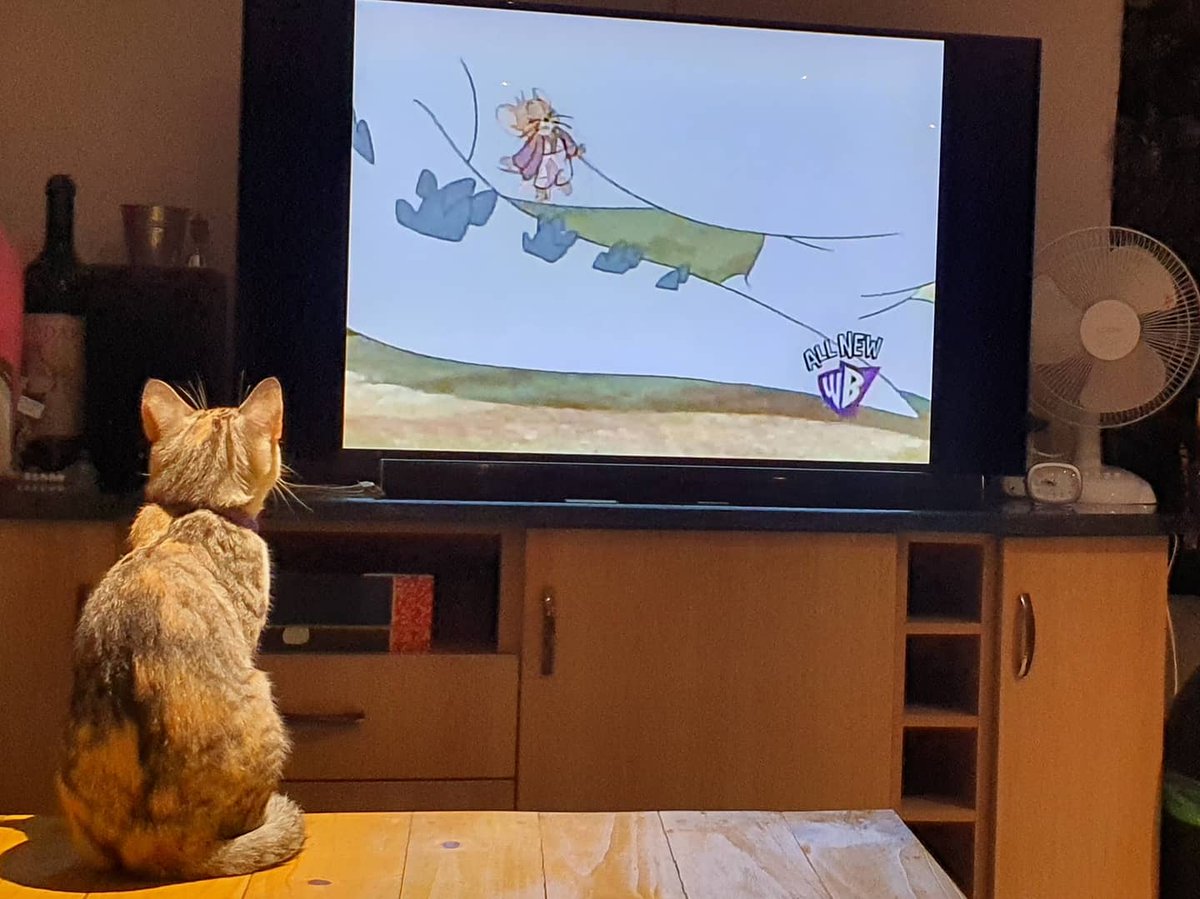 Vanilla watching uncle Tom .. tips.. how not to deal with Jerry!