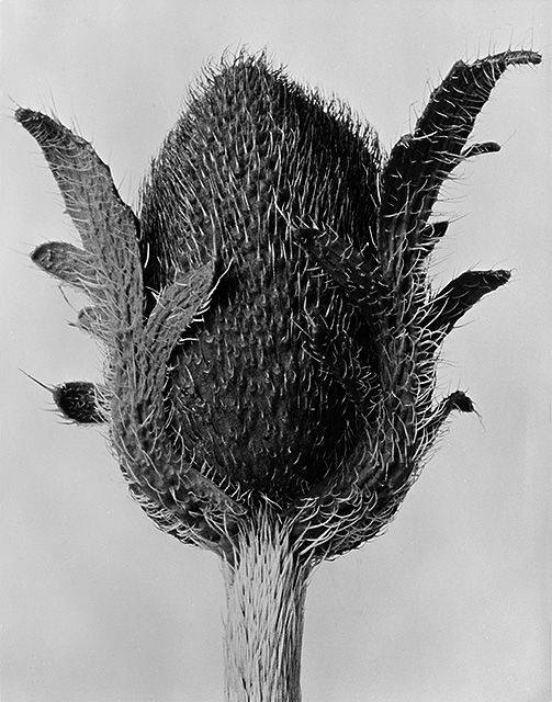 Karl Blossfeldt, Papaver somniferum (Opium Poppy) I think