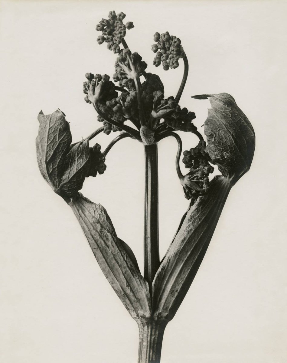 Karl Blossfeldt, Heracleum sphondylium. Hogweed