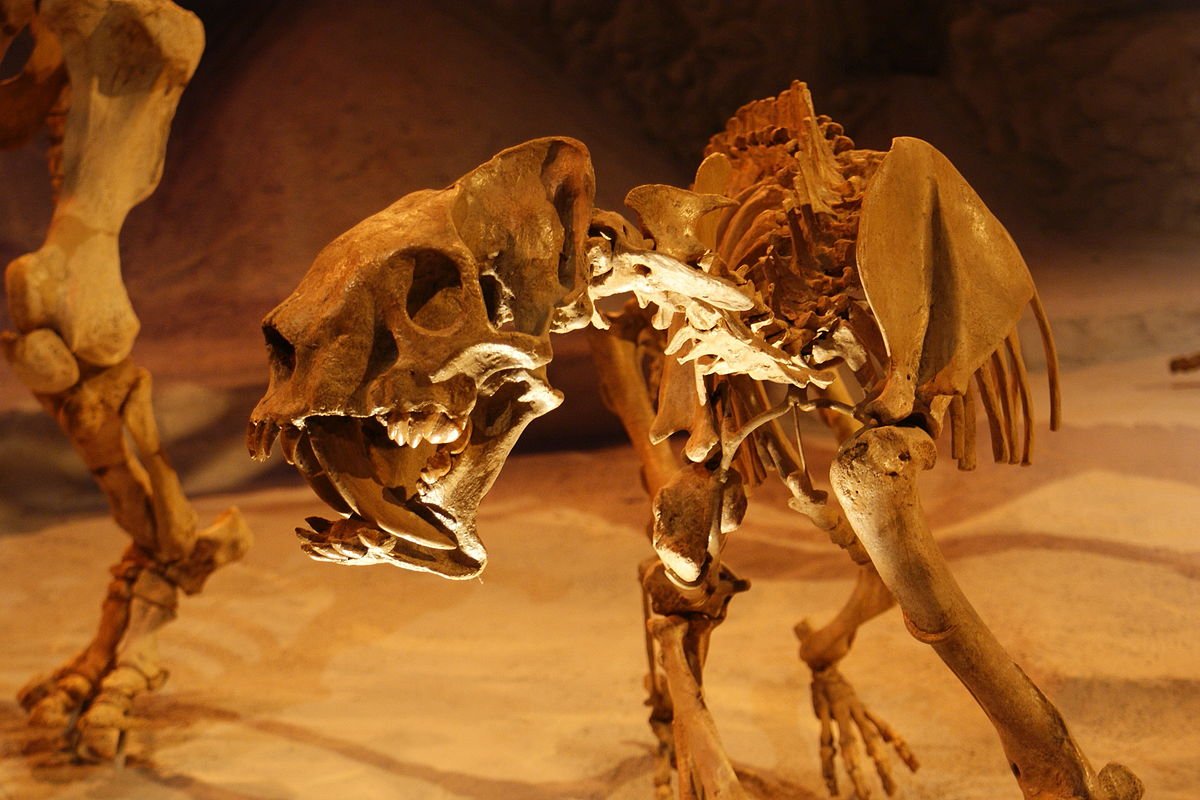 Nimravids went extinct about 7 mill years ago, while the more famous  #Smilodon (a true) went extinct about 10k years ago... we were THIS close  So how many saber toothed mammals were there, and why?!