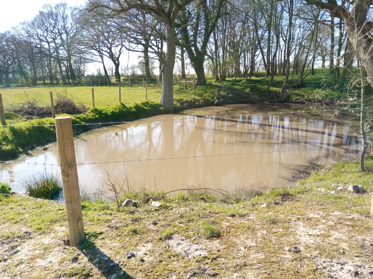 KentishStourCP's tweet photo. We have egg-cellent news! More #GreatCrestedNewt eggs have been found at ponds we've restored/created over winter as part of #NaturalEngland's #DistrictLicensing scheme, this time at a farmland pond in Egerton. https://t.co/hOOyRUXEpa