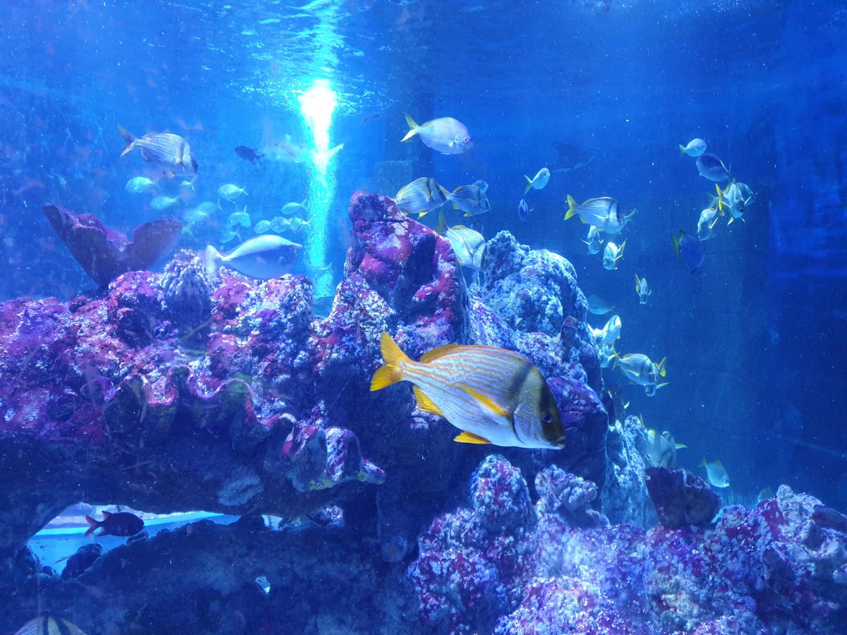 Tynemouth Aquarium tweet media