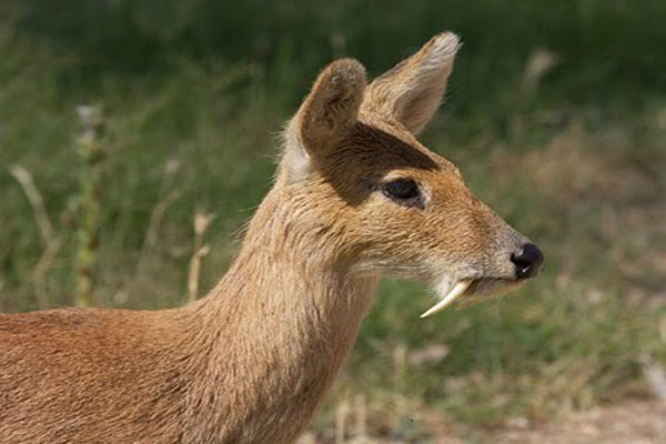 While I only talk about saber-like canines in CARNIVOROUS mammals.. it would be irresponsible of me not to mention that there are SABER TOOTHED DEER ALIVE TODAY!!Looking straight out the Pleistocene.