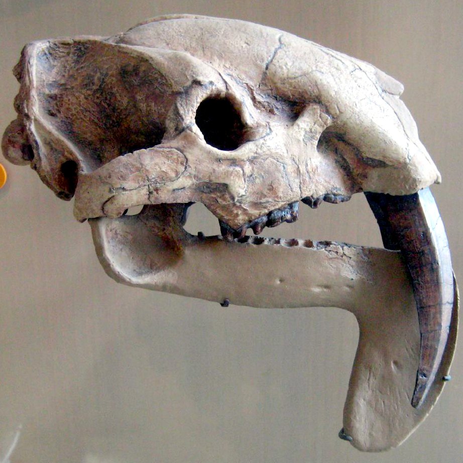 Okay back to cats/cat like things huge saber teeth evolved at least 3 times with in mammals. One of which is in a south American marsupial!! So why? Well Big teeth are good for a few things, likely to do with feeding. I don't think this is completely agreed on yet  @ashinonyx