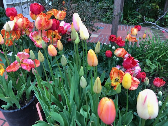 Neighborhood walking: Blooms in University Heights neighborhood inmenlo.com/2020/04/02/nei…