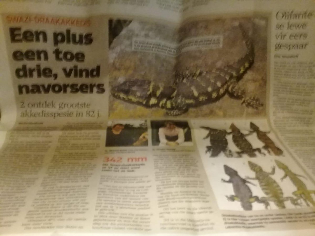 NationalMuseumB's tweet photo. Nice coverage by @Volksblad of our new discovery @FloridaMuseum  #herpetology #dragonlizard #swazidragon #Smaugswazicus https://t.co/eihYScollj