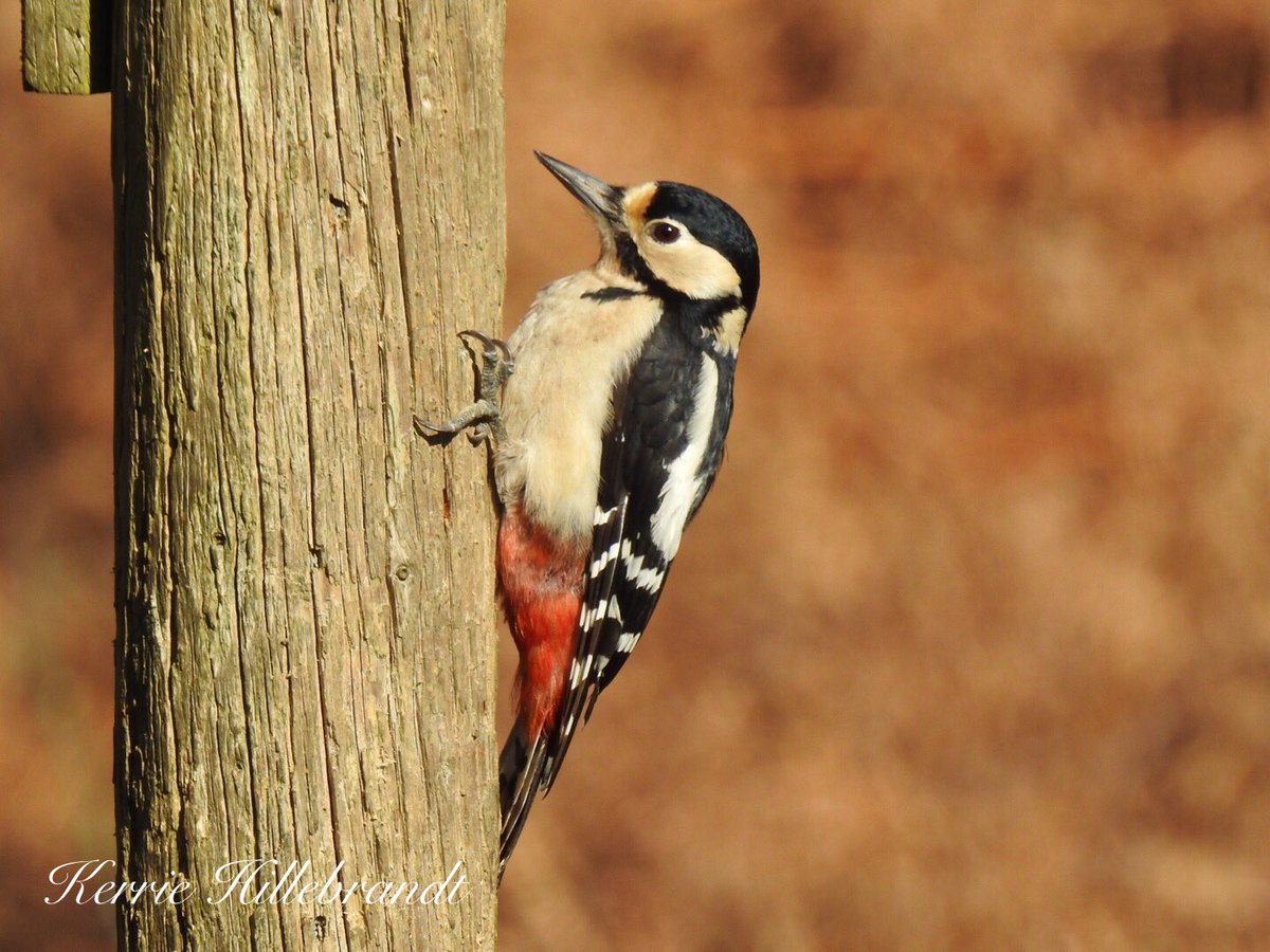 kerrie hillebrandt tweet media