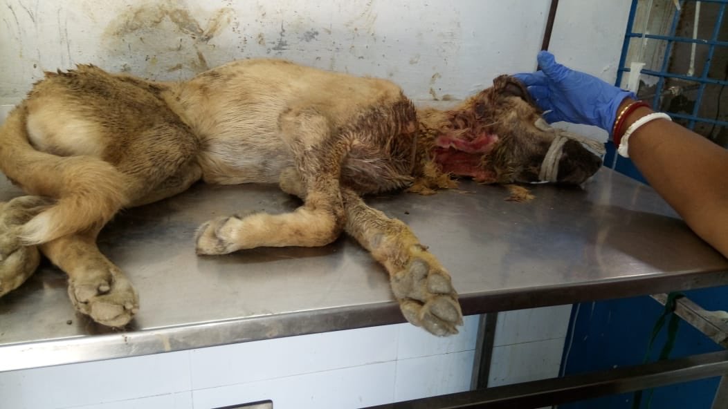 AnimalDwarka's tweet photo. Update on baby Himmat. It was a dog bite which was filled with pus. He is on drips and strong antibiotics. Please pray for him and help  getting his treatment done. Pl Paytm on +91 98100 69105 #rescuedog #woundeddog #dogsofdwarka #helphim #helphimmat #dwarka4dogs #21daysLockdown https://t.co/YICu5ir9Sc