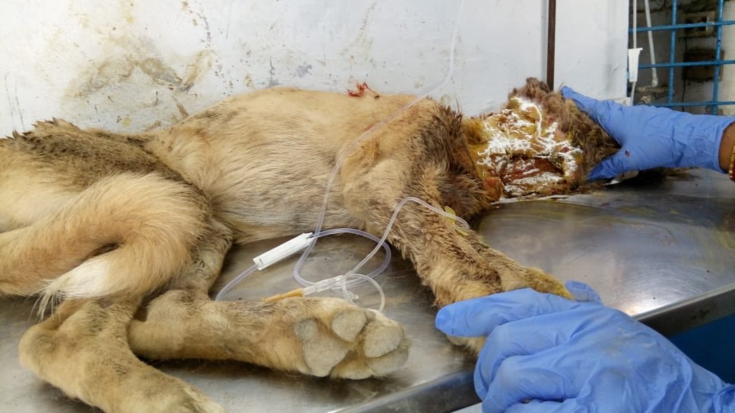 AnimalDwarka's tweet photo. Update on baby Himmat. It was a dog bite which was filled with pus. He is on drips and strong antibiotics. Please pray for him and help  getting his treatment done. Pl Paytm on +91 98100 69105 #rescuedog #woundeddog #dogsofdwarka #helphim #helphimmat #dwarka4dogs #21daysLockdown https://t.co/YICu5ir9Sc