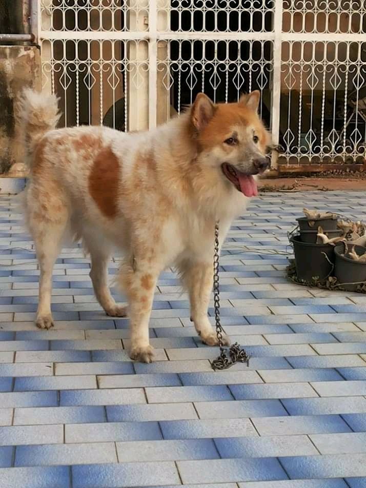 Nulinlin's tweet photo. RIP...SUMO !!! 02/04/2020 22.00 pm

หลับให้สบายนะซูโม่ ไม่ต้องทรมานอีกต่อไปแล้วนะ ♥️🐶 https://t.co/sIsugbYrrr