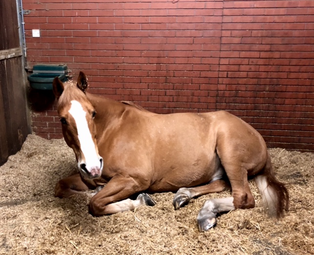 GMPHorses's tweet photo. Whilst the rest of us are out on patrol across #Manchester Bumble has the right idea relaxing safe at home👍🏻 Thanks to everyone for doing the same! #StayHomeSaveLives @gmpolice https://t.co/y0gzQoKc5U