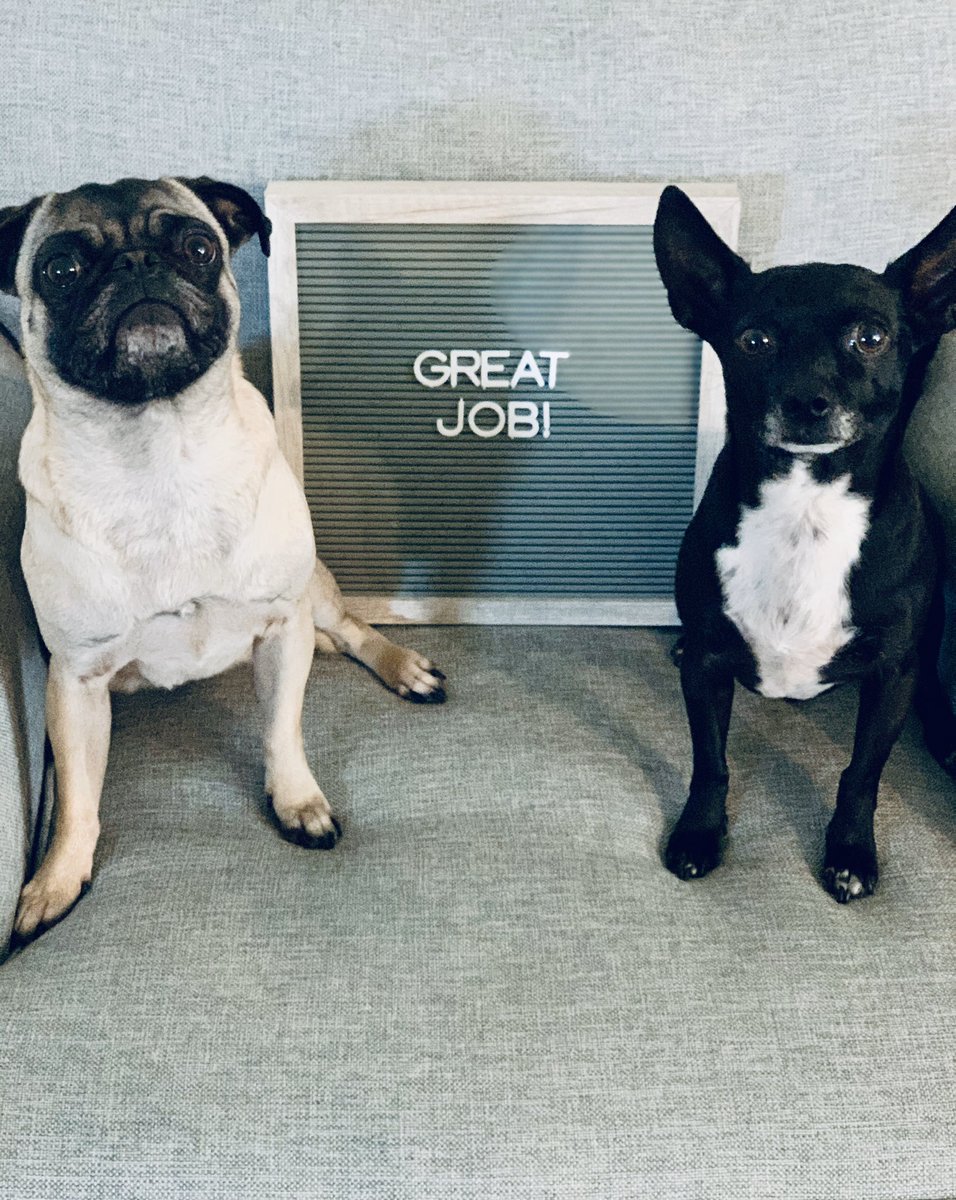Jojo &amp; Toby are stopping by to give a shout out to all of Rider Nation for doing a great job tackling distance learning! Keep up the hard work &amp; positive vibes! ♥️🤞🏻 #TogetherWeRide <a href="/saginawhstx/">Saginaw High School</a> <a href="/SHSCounselorsTX/">SHS Counselors</a> <a href="/JostensJRay/">Justin Ray</a> <a href="/J_Renaissance/">Jostens Renaissance</a> <a href="/drphilcampbell/">PC 🎸🤘🏽</a> <a href="/EMSISD/">EMS ISD</a>