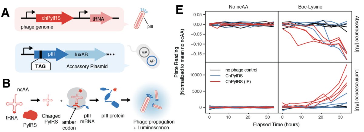 The super cool thing about PRANCE is that it miniaturizes PACE 100-fold, so we can actually run evolutions with expensive small molecules, like custom non-canonical amino acids! With replicates! And controls!…. 5/n