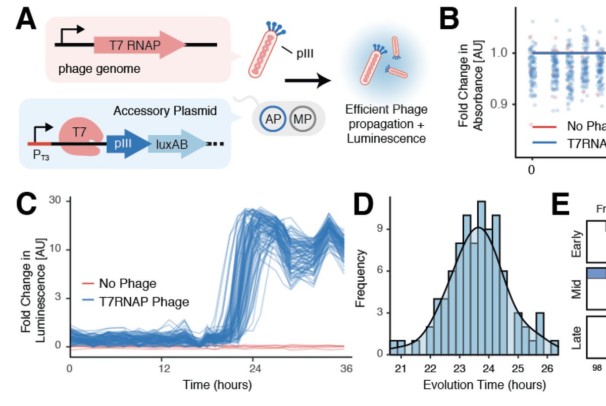 After validating the platform every which way, we first ran ONE HUNDRED simultaneous T7RNAP evolutions.  *AGASP* at how normally distributed evolution is?!?? We were too! …. 4/n